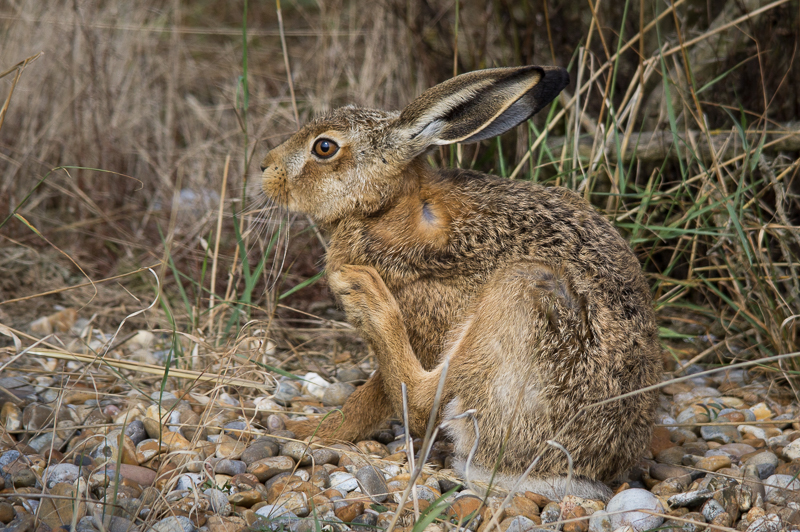 Mayors cup.jpg - Leveret scratching